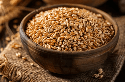 high quality wheat grains fiber protein